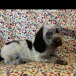 Spot - Liver white and roan male English Springer Spaniel puppy in Tabor City, North Carolina from Big Bay Kennels LLC