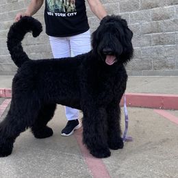 Luke - Black Russian Terrier