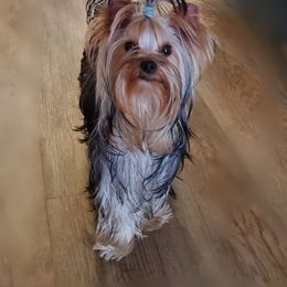 Bella - Yorkshire Terrier