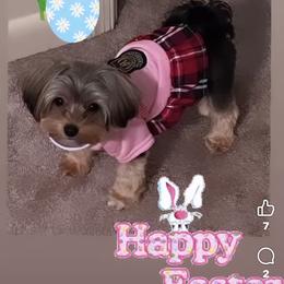 Shih Tzu, Yorkipoo, and Yorkshire Terrier All Grown Up from Noir Luxe Litters of NJ