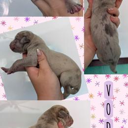 Vodka - Merle female Great Dane puppy in Wellsville, New York from Prophecy Danes