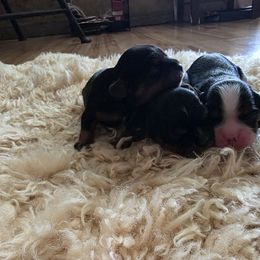 Camilla - Tri-color female Cavalier King Charles Spaniel puppy in Springfield, Missouri from Caney Mountain Cavaliers LLC