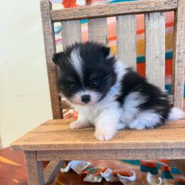 River - Black and tan parti male Pomeranian puppy in Success, Missouri from Sweet Success