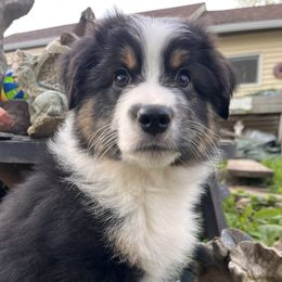 Chibbs - Black tri Miniature American Shepherd puppy in Valparaiso, Indiana from Cashecho Kennel