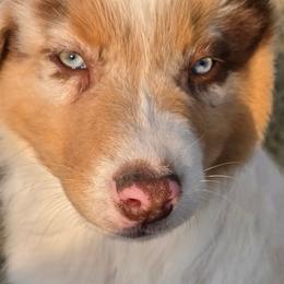 Toast (Black) - Red merle male Australian Shepherd puppy in Vona, Colorado from Dyna Aussies
