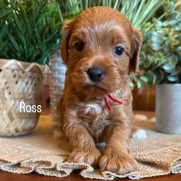 Ross - Red male Cavapoo puppy in Pleasant Grove, Utah from Destination Doodles