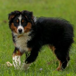 Jagger - Miniature Australian Shepherd