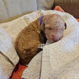 Purple Girl - Apricot female Goldendoodle puppy in Lumberton, Texas from SETX Doodle Den LLC