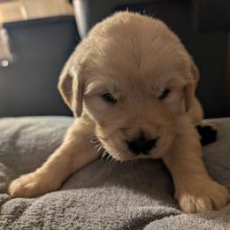 Blue - Light golden male Golden Retriever puppy in Madison, Ohio from Heckmans English Cream Golden Retrievers