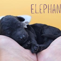 Elephant - Black female Poodle puppy in Springfield, Oregon from Valaurah Farms