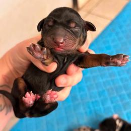 Male 2 - Black male Catahoula Leopard Dog puppy in Crestview, Florida from C4 Kennels of FL & AL