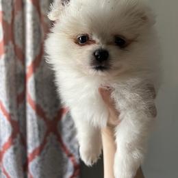 Pomeranian and Shih Tzu Puppies from Laik’s Little Shihtz & Poms