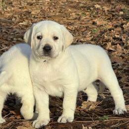 Iceberg - Yellow male Labrador Retriever puppy in Cave Junction, Oregon from Serenity Labradors