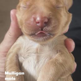 Mulligan - Apricot male Australian Labradoodle puppy in Chuluota, Florida from Delano Australian Labradoodles