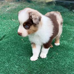 Pecan - Red merle male Australian Shepherd puppy in Mount Vernon, Texas from RJ's Aussie Posse