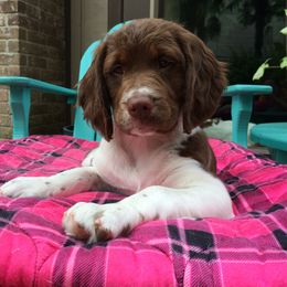 Brittany Puppies from Jenvy Brittanys