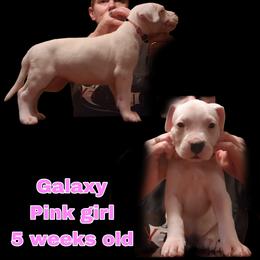 Girl 5 - pink girl - White female Dogo Argentino puppy in Blythe, California from Dogos del Gran Reino