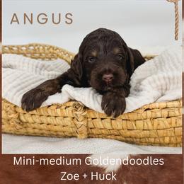 Angus - Phantom male Goldendoodle puppy in New Harmony, Indiana from Cottonwood Farms