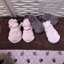 French Bulldog Puppies from Frenchie Perfection