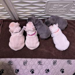 French Bulldog Puppies from Frenchie Perfection