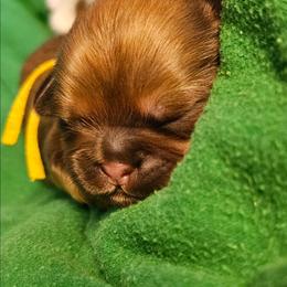 Obi wan Paw-nobi - Liver male Cavatzu puppy in West Valley City, Utah from Pulley Puppies