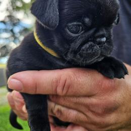 Lady Bella - Black female Pug puppy in Watertown, Wisconsin from Lil'Farm Pugs