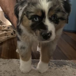 Miniature Australian Shepherd Puppies from Austin Aussies by Jody