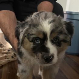 Miniature Australian Shepherd Puppies from Austin Aussies by Jody