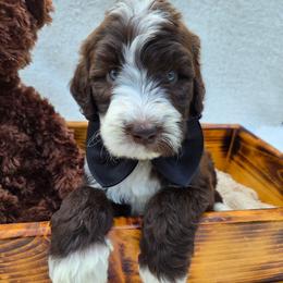 Bjorn - Brown and white male Aussiedoodle puppy in Haleyville, Alabama from The Cuddly Dood Ranch
