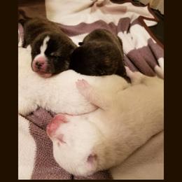 Japanese Akitainu Puppies from Four Seasons Akita (Shikisou)