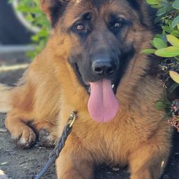 German Shepherds from Vom Team Jara