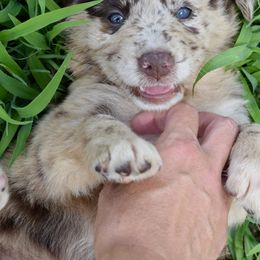Australian Shepherd Puppies from Canyon South Aussies