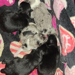 Pomeranian Puppies from Paradise Point Pomeranians