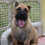 Pinkman (yellow collar) - Fawn Perro de Presa Canario puppy in Defiance, Missouri from Wounded Bear Presa Canario