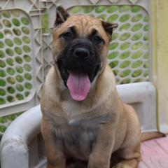 Pinkman (yellow collar) - Fawn Perro de Presa Canario puppy in Defiance, Missouri from Wounded Bear Presa Canario