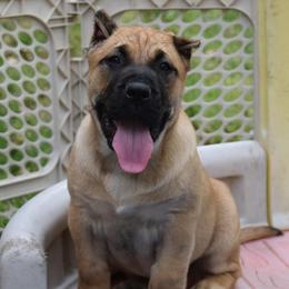 Pinkman (yellow collar) - Fawn Perro de Presa Canario puppy in Defiance, Missouri from Wounded Bear Presa Canario