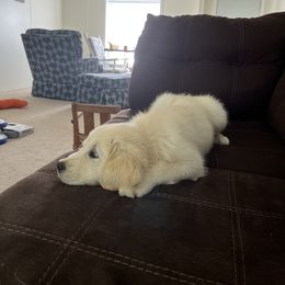 Golden Retriever Puppies from Mia Ragazza Golden Retrievers