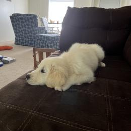 Golden Retriever Puppies from Mia Ragazza Golden Retrievers