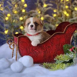 Girl 2 - Pembroke Welsh Corgi puppy in Gig Harbor, Washington from Pacific Northwest Pembroke Welsh Corgis