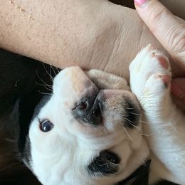 Olde English Bulldogge Puppies from Gods Of Olympus Bulldogges