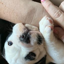 Olde English Bulldogge Puppies from Gods Of Olympus Bulldogges