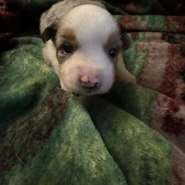 Jasper - Blue merle male Miniature Australian Shepherd puppy in Rensselaer, Indiana from Geri's Dogs