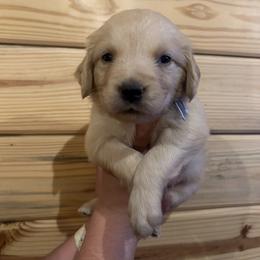 Dolly - Light golden female Golden Retriever puppy in Hendersonville, North Carolina from Apple Country Retrievers