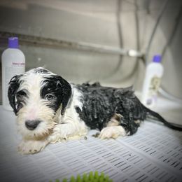 Bearded Collie and Border Collie Puppies from Beloved Bearded & Border Collies