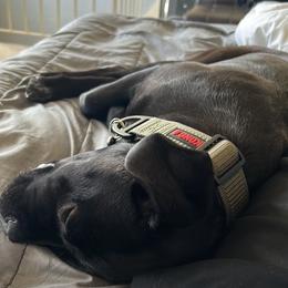 Lilith (Lilly) - Black brindle female Cane Corso puppy in Jeffersonville, Kentucky from K9 Guardian Cane Corso