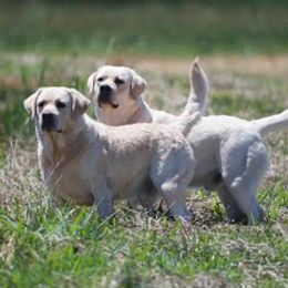 Labrador Retrievers from Cindy Ellis