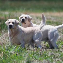 Labrador Retrievers from Cindy Ellis