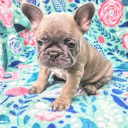 French Bulldog Puppies from JOLYNN Mecham