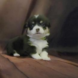 Green collar - Black and tan male Pembroke Welsh Corgi puppy in Grass Valley, California from Triple M Ranch Corgi's