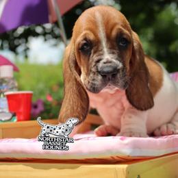 Coast - Mahogany and white female Basset Hound puppy in Pollock, Missouri from Northstar